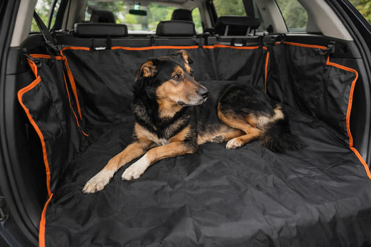Simple Ways to Make Car Rides Easier for Your Dog